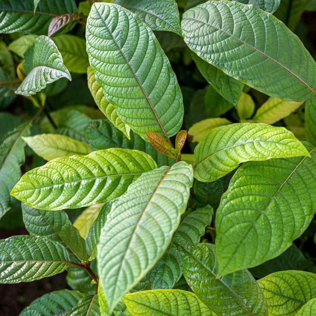 Kratom Supplier