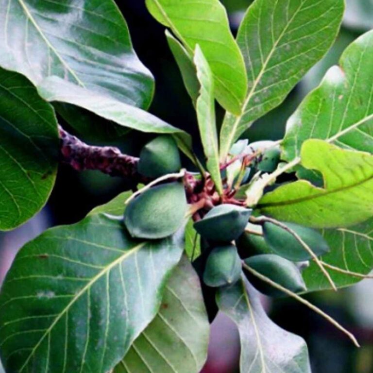 Ketapang Leaves